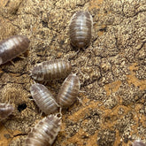 Porcellio Leavis Milkback